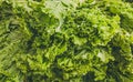 Close-up heap, pile of raw leaf salad on a local asia farmers market. Cooking and healthy food concept, vitamins for