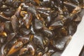 Close-up heap of raw fresh mussels on counter at local fish market. Heap of Nutritious shellfish mollusk at seafood store Royalty Free Stock Photo