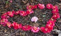 Close-up of a heart made out of fallen camellia flowers on the ground Royalty Free Stock Photo