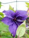 Closeup on purple blue Clematis flower in bloom against a garden background Royalty Free Stock Photo