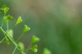 Close up of heart shape pods of Shepherd`s purse, Capsella bursa-pastoris