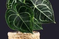 Heart-shaped tropical `Anthurium Clarinervium` plant leaf with beautiful lace pattern on dark background