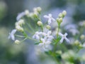 Close-up of heath bedstraw flowers in blossom. Galium saxatile