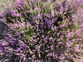 Close up of heather flower against colorful pink and purple background Royalty Free Stock Photo