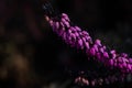 Close-up of heathers flower, on natural blurredbackground Royalty Free Stock Photo