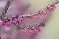 Close-up of heathers flower, on natural blurredbackground Royalty Free Stock Photo