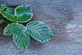 Heavy frost on leaves.