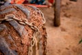 Close up heavy muck truck wheel off road car tire with chain o Royalty Free Stock Photo