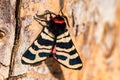 Hebe Tiger Moth or Arctia festiva close