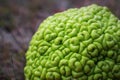 Close up of a hedge apple or Osage orange