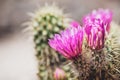 Close up of Hedgehog cactus Echinocereus magenta flowers, California