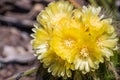 Close up of Hedgehog cactus Echinocereus yellow flowers, California