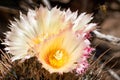 Close up of Hedgehog cactus Echinocereus yellow flowers, California