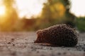 Close-up of a hedgehog crossing the road in the summer evening at sunset Royalty Free Stock Photo