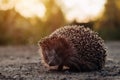 Close-up of a hedgehog crossing the road in the summer evening at sunset Royalty Free Stock Photo