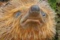 Close-up of Hedgehog Face