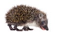 Close-up hedgehog isolated on a white background