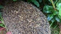 A close up of a hedgehogs spiky quills in a bush