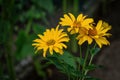 Growing yellow Helianthus Tuberosus Flower head against its natural foliage background Royalty Free Stock Photo