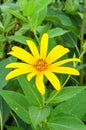 Helianthus tuberosus flower in nature garden Royalty Free Stock Photo