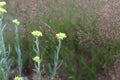 Helichrysum arenarium. Dwarf everlast, immortelle yellow flowers. Royalty Free Stock Photo