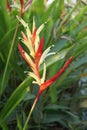 Heliconia flower in nature garden