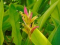 A close up of heliconia hirsuta flower. aÂ speciesÂ ofÂ flowering plantÂ in theÂ familyÂ Heliconiaceae