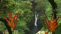 Close up of heliconia psittacorum at lower puahokamoa falls on Maui