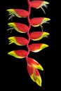 Close up Heliconia Rostrata isolated on black background Royalty Free Stock Photo