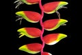 Close up Heliconia Rostrata isolated on black background Royalty Free Stock Photo