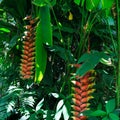 Close up of Heliconia tropics flower Crab Claws; Heliconia rost Royalty Free Stock Photo