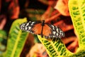 Close up of a Heliconius hecale Longwing butterfly with wings open sitting on a leaf of a plant Royalty Free Stock Photo