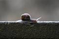 Close-up of Helix Pomatia Snail on Stone Wall in Backlight Royalty Free Stock Photo