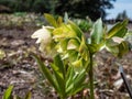 Helleborus \'Double Queen mix\' flowering with large, ruffled, and speckled double blooms in the garden in early