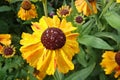 Helenium flower.