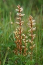 Close up of the hellroot, or common broomrape, Orobanche minor