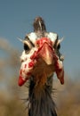 Helmeted Guinea Fowl Numida Meleagris portrait