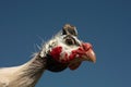 Helmeted Guinea Fowl Numida Meleagris portrait