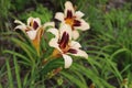 Hemerocallis. Flowering daylily flowers in garden.