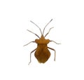 Close up Hemiptera , insect isolated on white Royalty Free Stock Photo