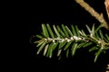 Hemlock Woolly Adelgid Royalty Free Stock Photo