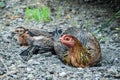 Close up of Hen and blur chicks. Hens and chicks  sleeping in the sun, The hens monitoring to protect their children and Royalty Free Stock Photo