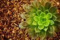Close up of hen and chick or crassulaceae succulent flower on Dirt floor Royalty Free Stock Photo
