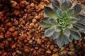 Close up of hen and chick or crassulaceae succulent flower on Dirt floor Royalty Free Stock Photo