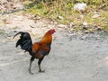 Close up of hen walking on the floor Royalty Free Stock Photo