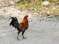 Close up of hen walking on the floor Royalty Free Stock Photo