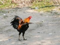 Close up of hen walking on the floor Royalty Free Stock Photo