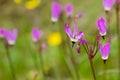 Close up Henderson`s Shooting Star Primula hendersonii on a field of wildflowers background, California