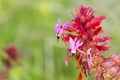 Close up of Henderson's Shooting Star (Primula hendersonii); Indian Warrior (Pedicularis densiflora) flower in the background, Royalty Free Stock Photo