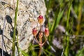 Close up Henderson`s Shooting Star Primula hendersonii seed pods, California